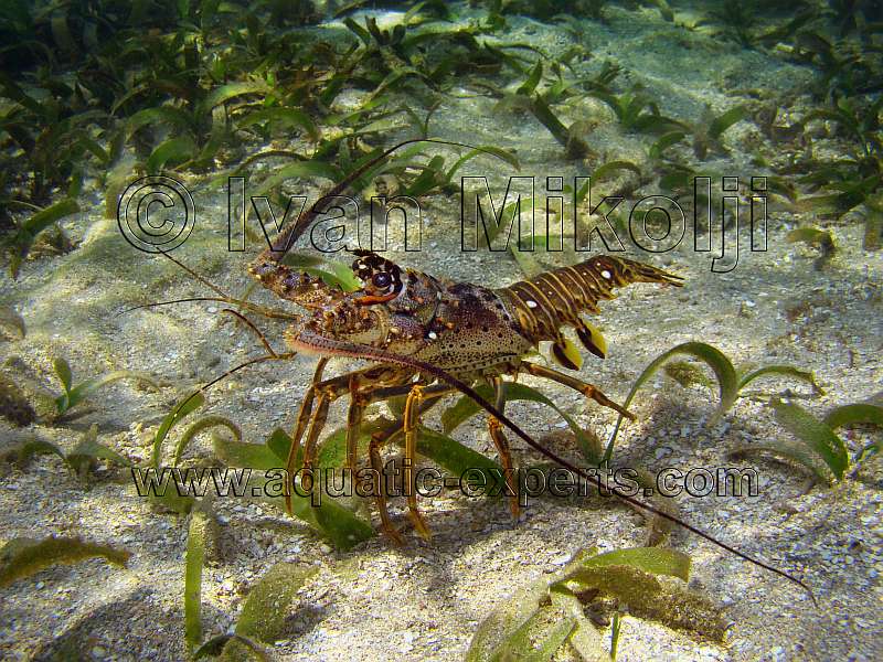 Spiny Lobster habitat